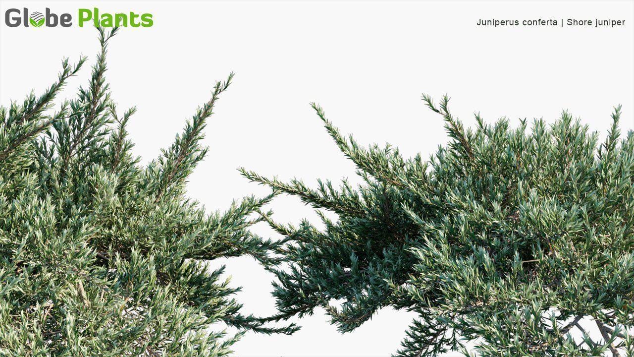Juniperus Conferta - Shore Juniper (3D Model)