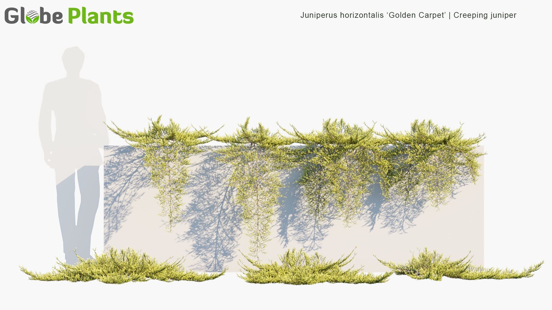 Juniperus Horizontalis 'Golden Carpet' - Creeping Juniper (3D Model)