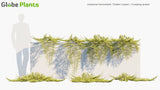 Load image into Gallery viewer, Juniperus Horizontalis &#39;Golden Carpet&#39; - Creeping Juniper (3D Model)