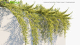 Load image into Gallery viewer, Juniperus Horizontalis &#39;Golden Carpet&#39; - Creeping Juniper (3D Model)