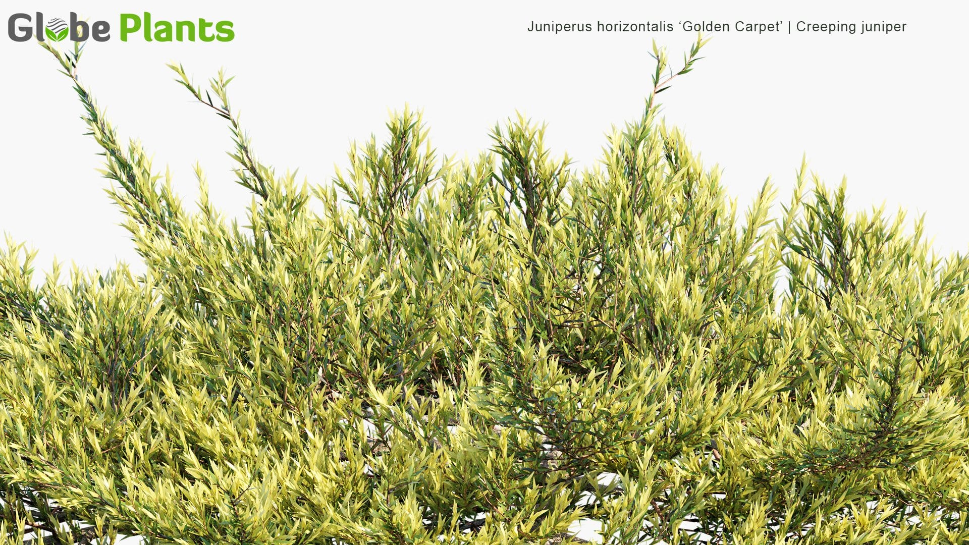 Juniperus Horizontalis 'Golden Carpet' - Creeping Juniper (3D Model)