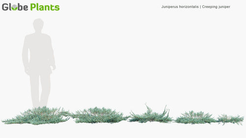 Juniperus Horizontalis 