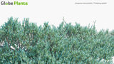 Load image into Gallery viewer, Juniperus Horizontalis - Creeping Juniper (3D Model)