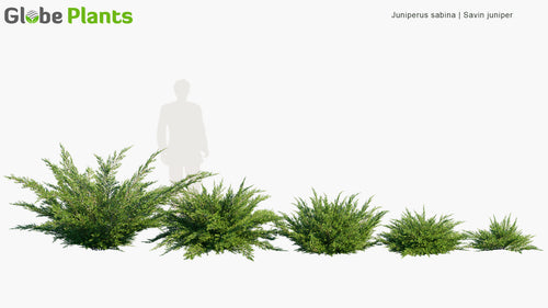 Juniperus Sabina 
