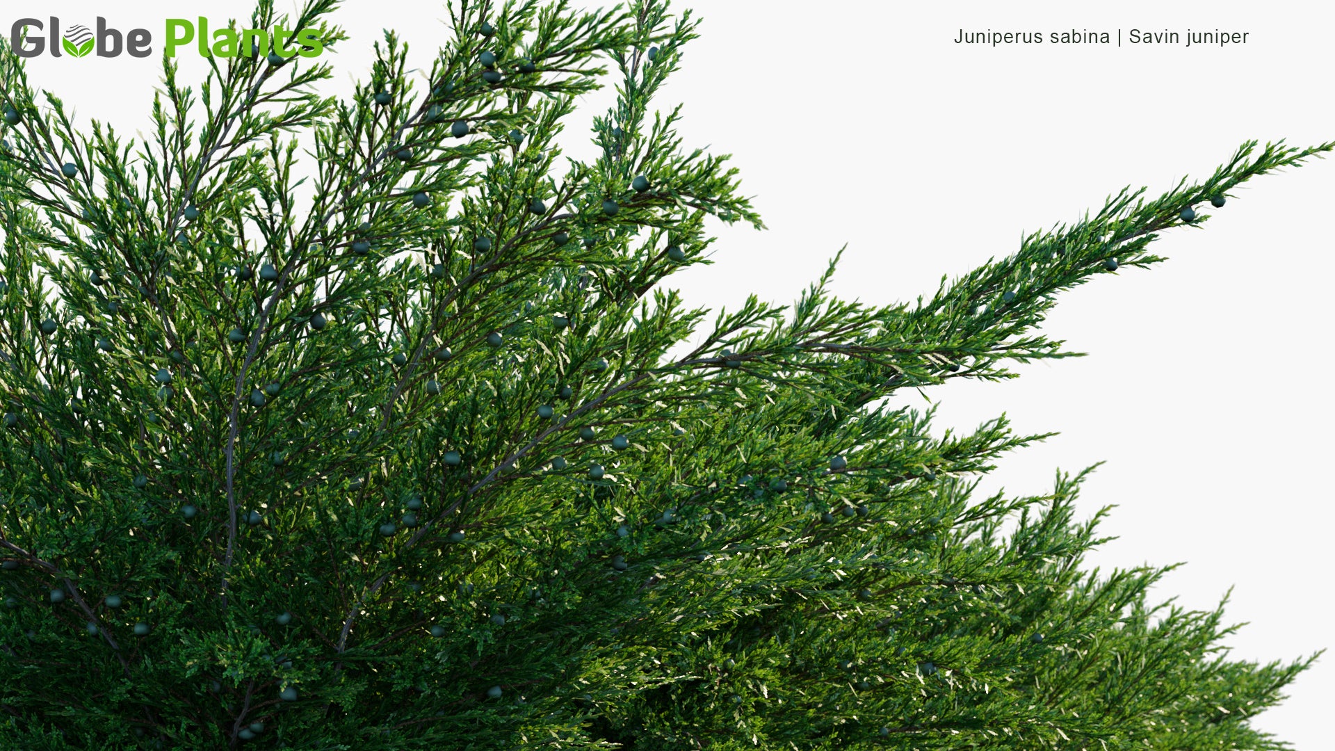 Juniperus Sabina - Savin Juniper, Savin