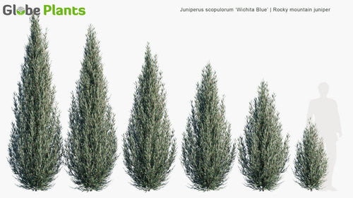 Juniperus Scopulorum 'Wichita Blue'