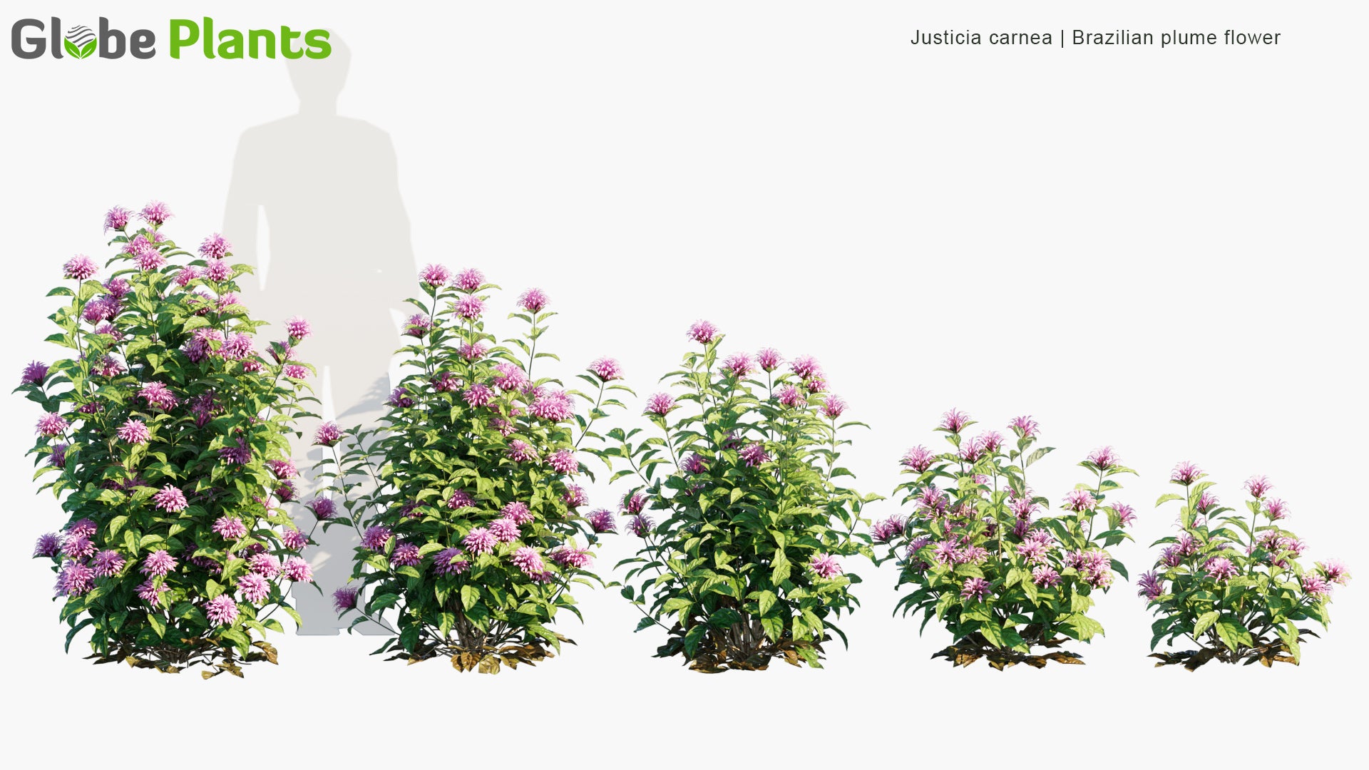 Justicia Carnea - Brazilian Plume Flower, Brazilian-Plume, Flamingo Flower, Jacobinia
