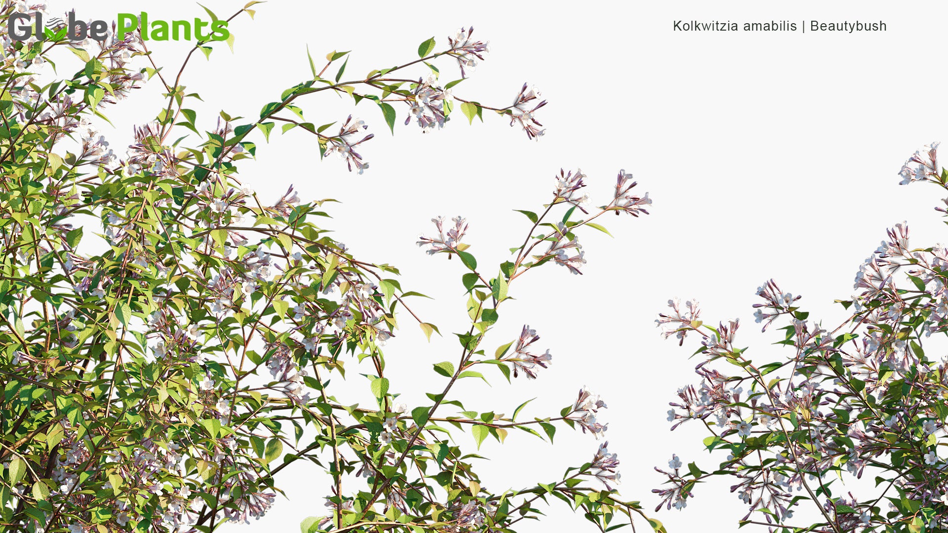 Kolkwitzia Amabilis - Beauty Bush