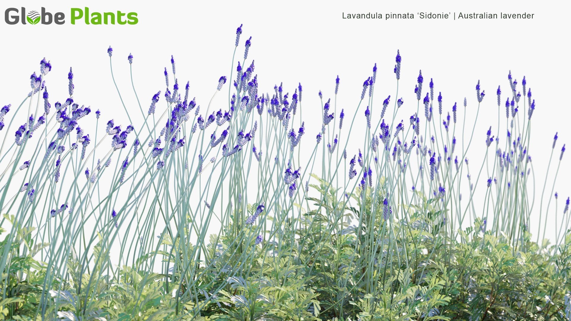 High Poly | Lavandula Model 3D \'Sidonie\' Pinnata Lavender) (Australian