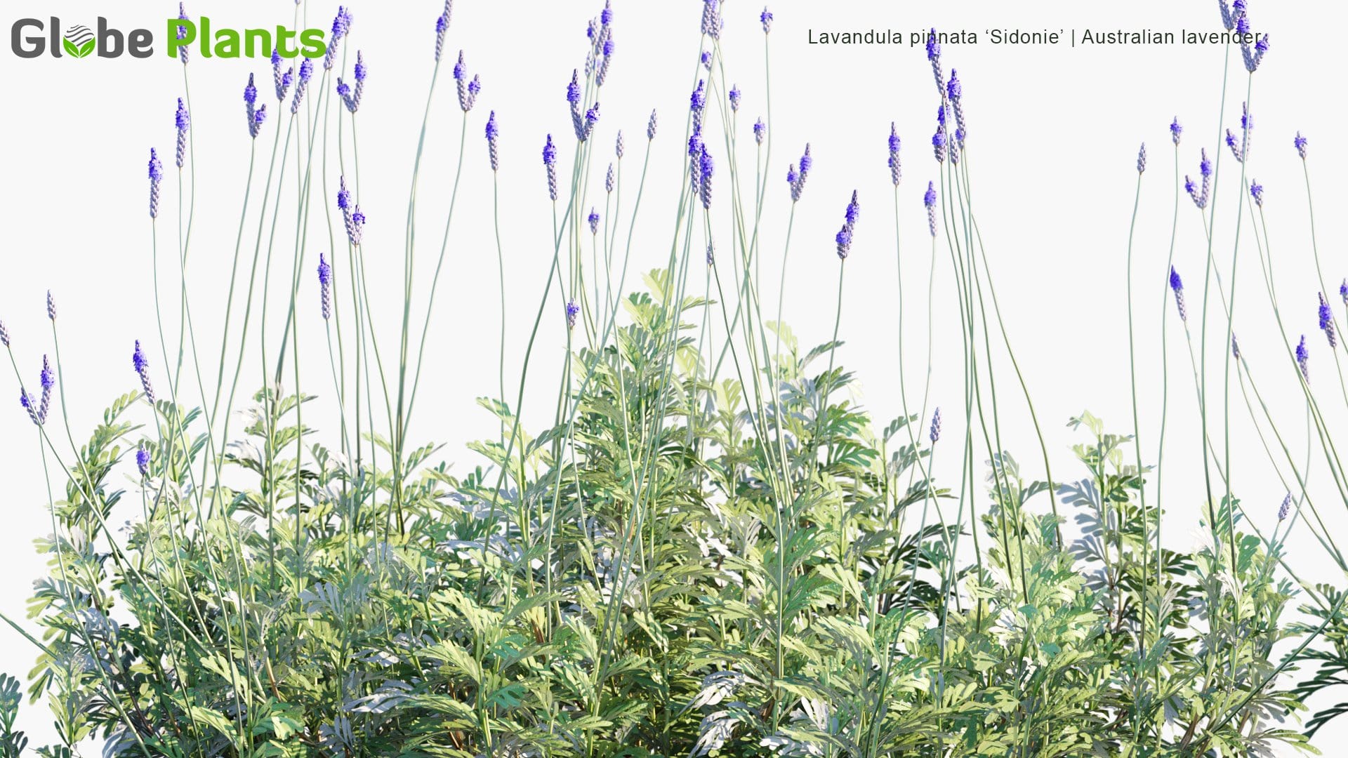 High Poly | Lavandula Pinnata \'Sidonie\' (Australian Lavender) 3D Model