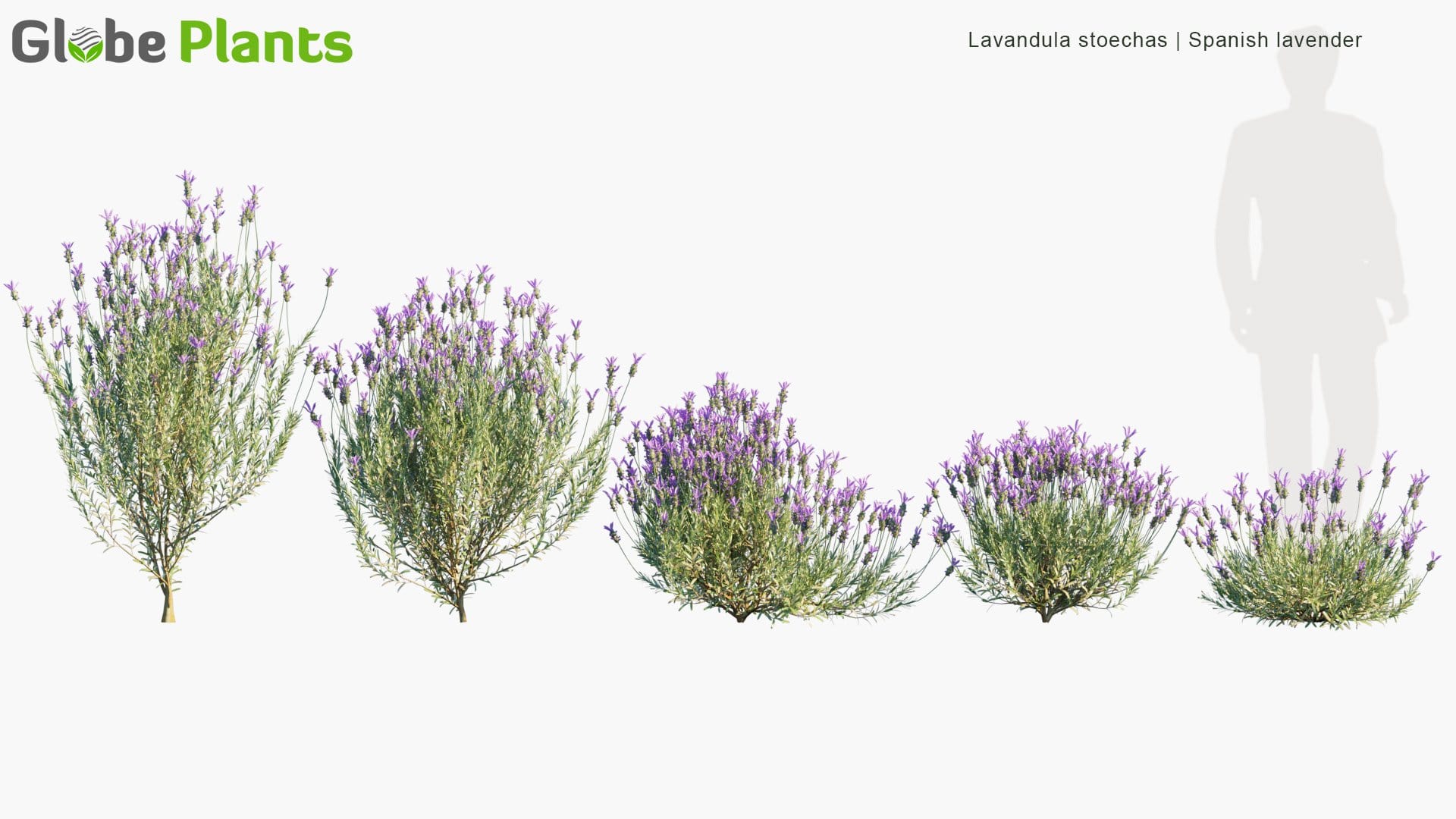 Lavandula Stoechas - Spanish Lavender, Topped Lavender, French Lavender, Butterfly Lavender (3D Model)