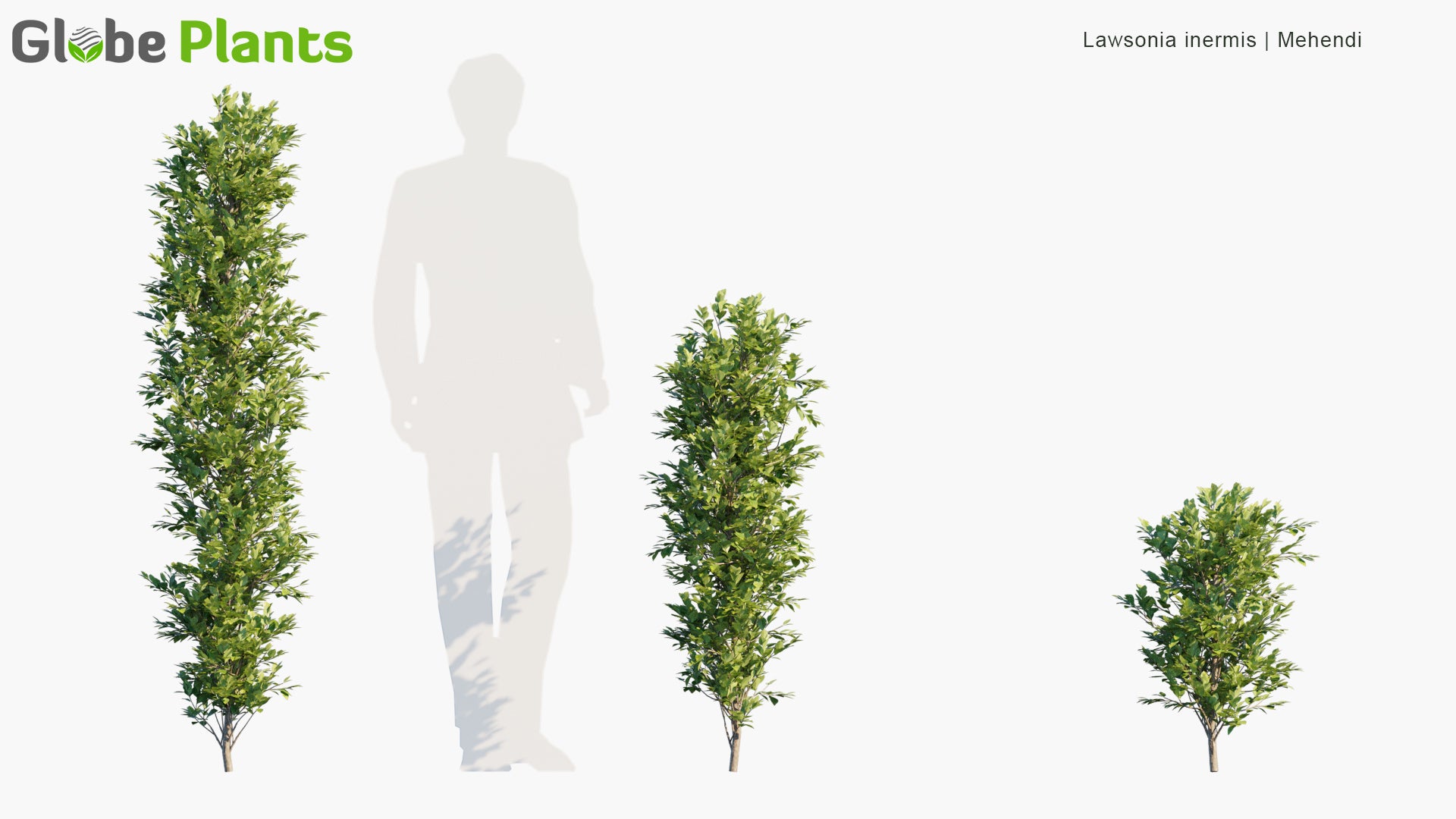 Lawsonia Inermis - Mehendi, Hina, Henna Tree, Mignonette Tree, Egyptian Privet