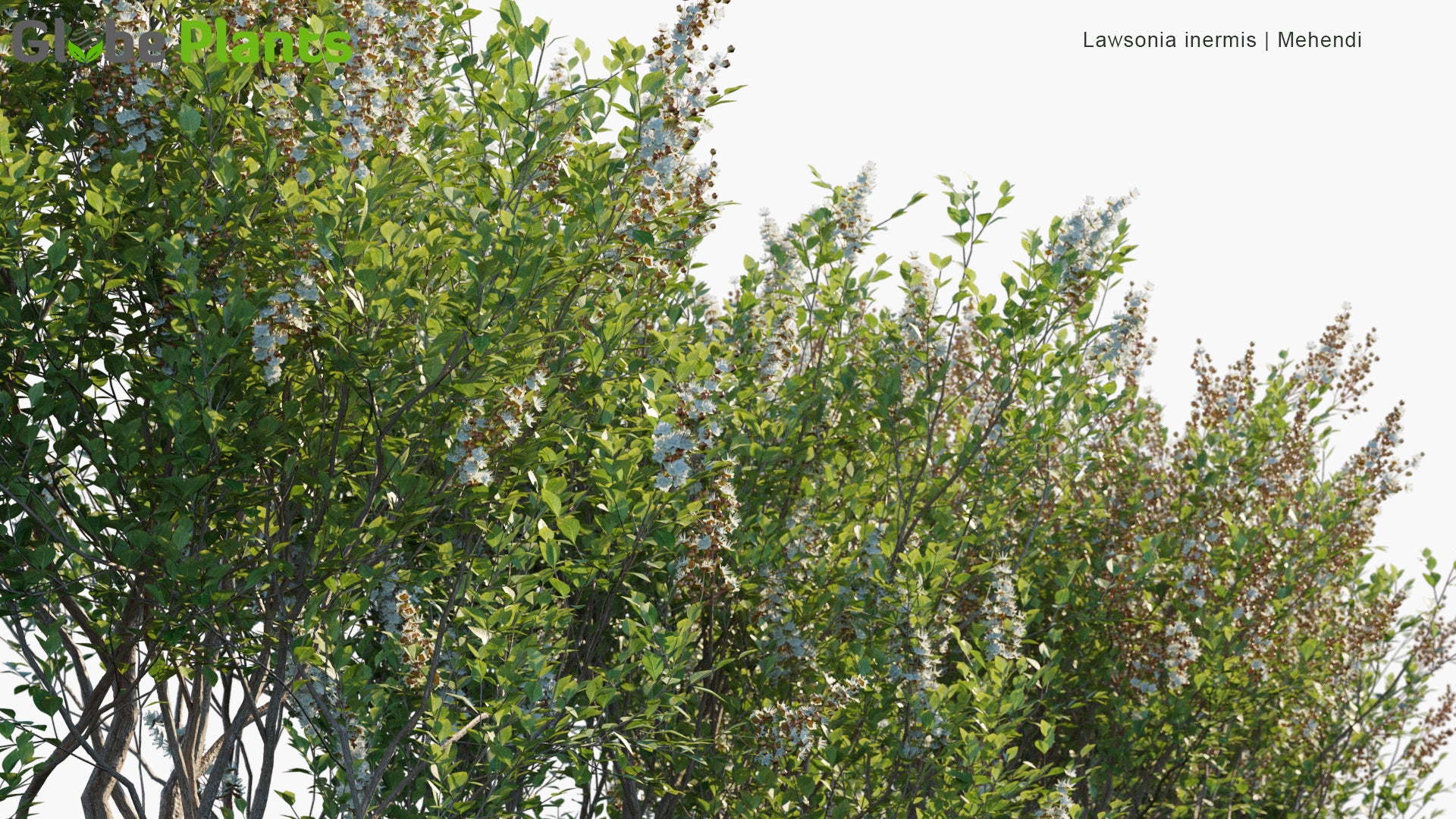 Lawsonia Inermis - Mehendi, Hina, Henna Tree, Mignonette Tree, Egyptian Privet