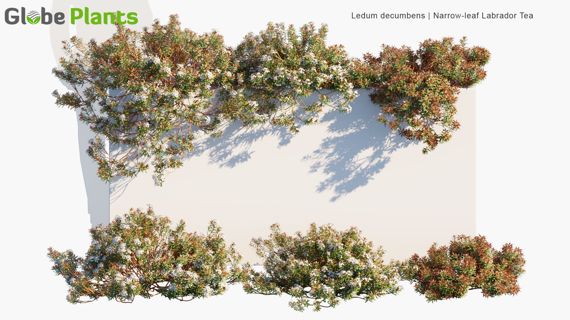Ledum Decumbens - Narrow-Leaf Labrador Tea