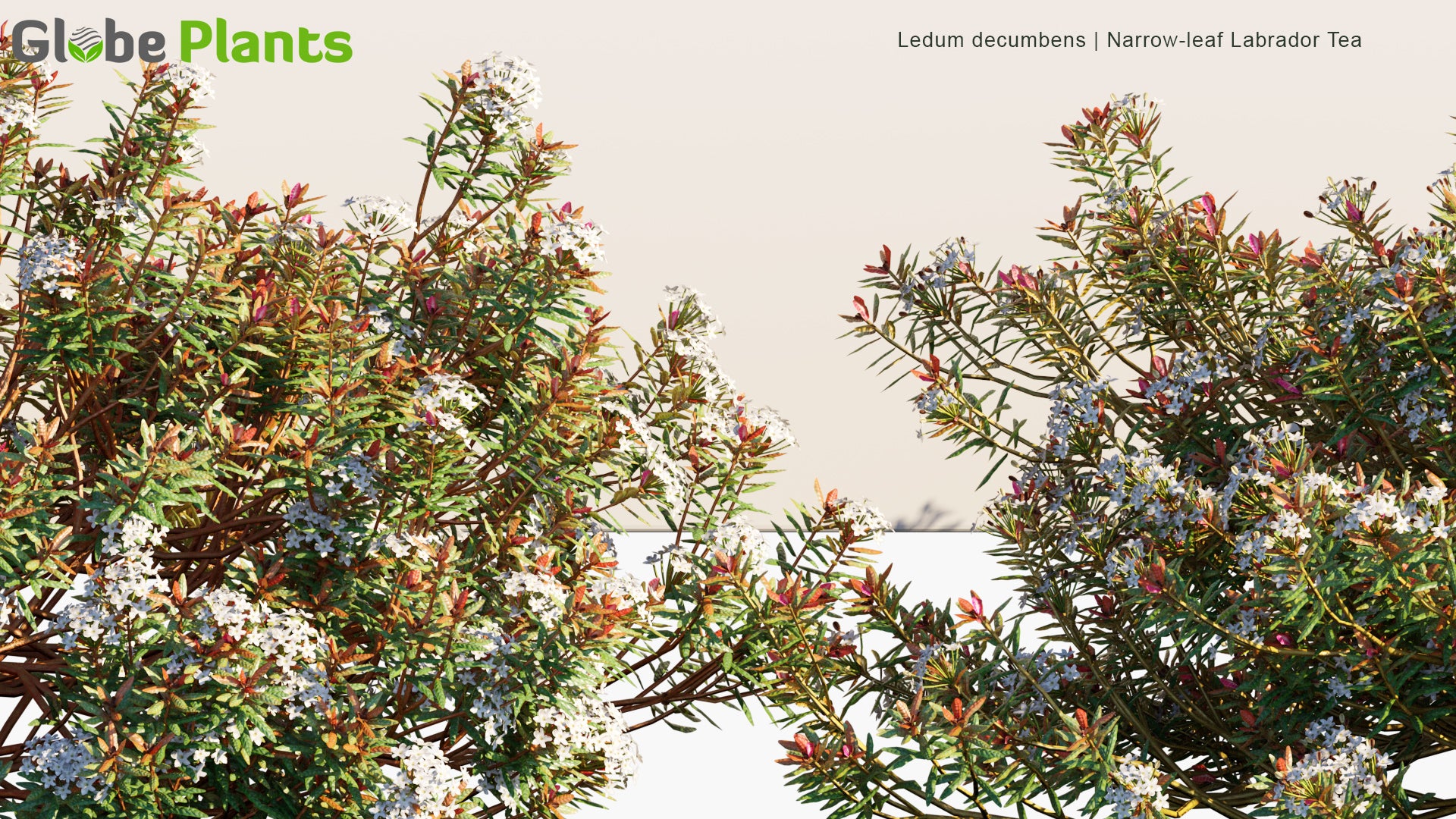 Ledum Decumbens - Narrow-Leaf Labrador Tea