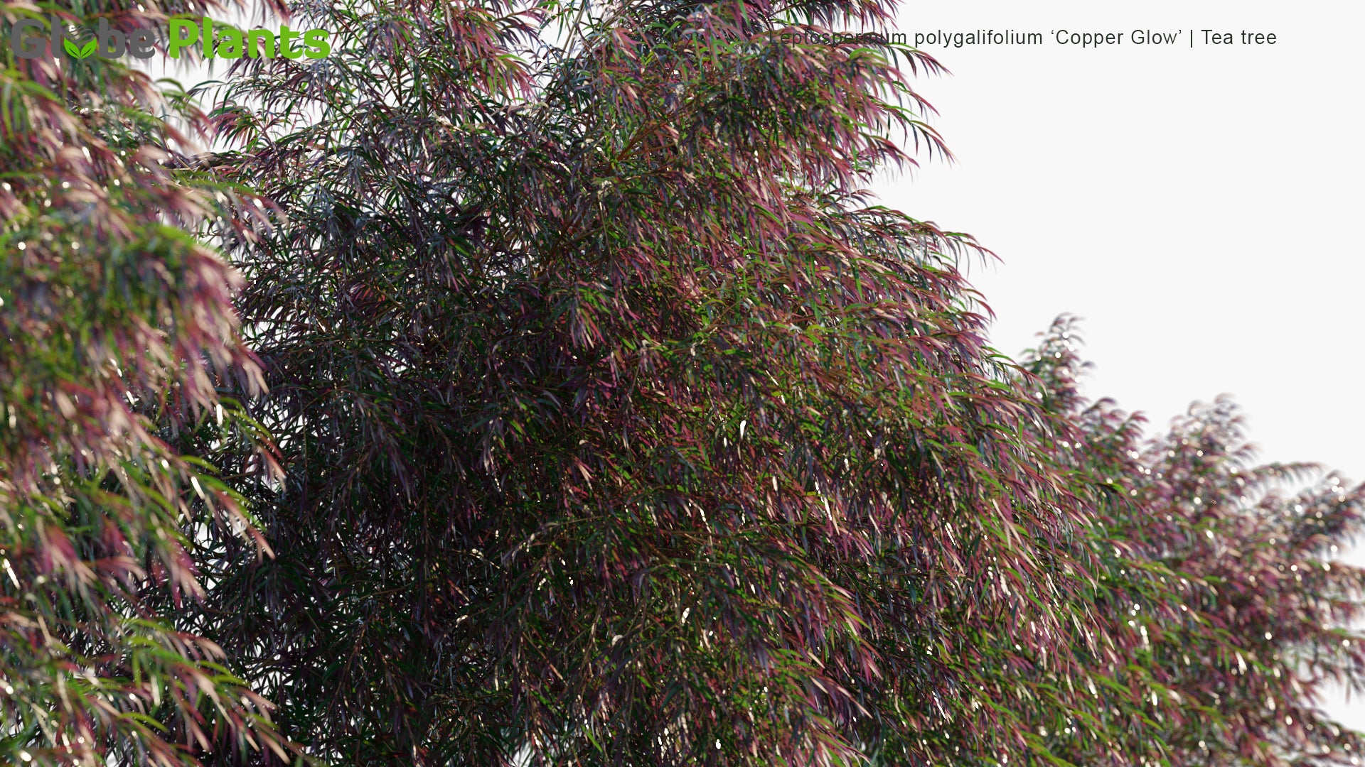 Leptospermum Polygalifolium 'Copper Glow' - Tea Tree