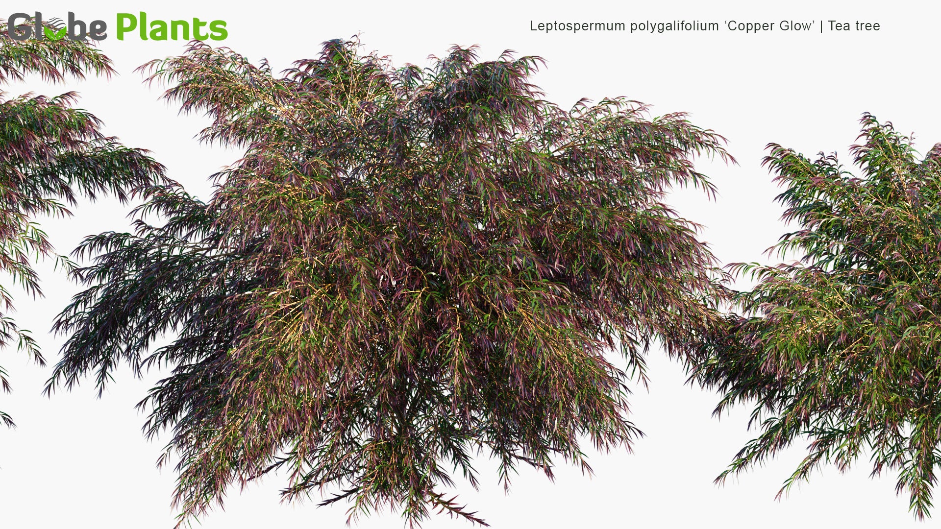 Leptospermum Polygalifolium 'Copper Glow' - Tea Tree