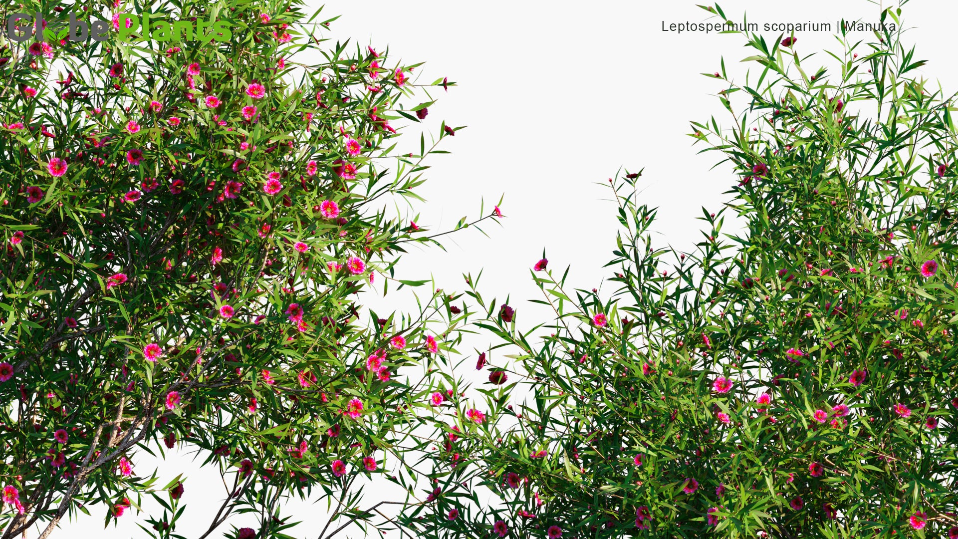 Leptospermum scoparium (Tea Tree)