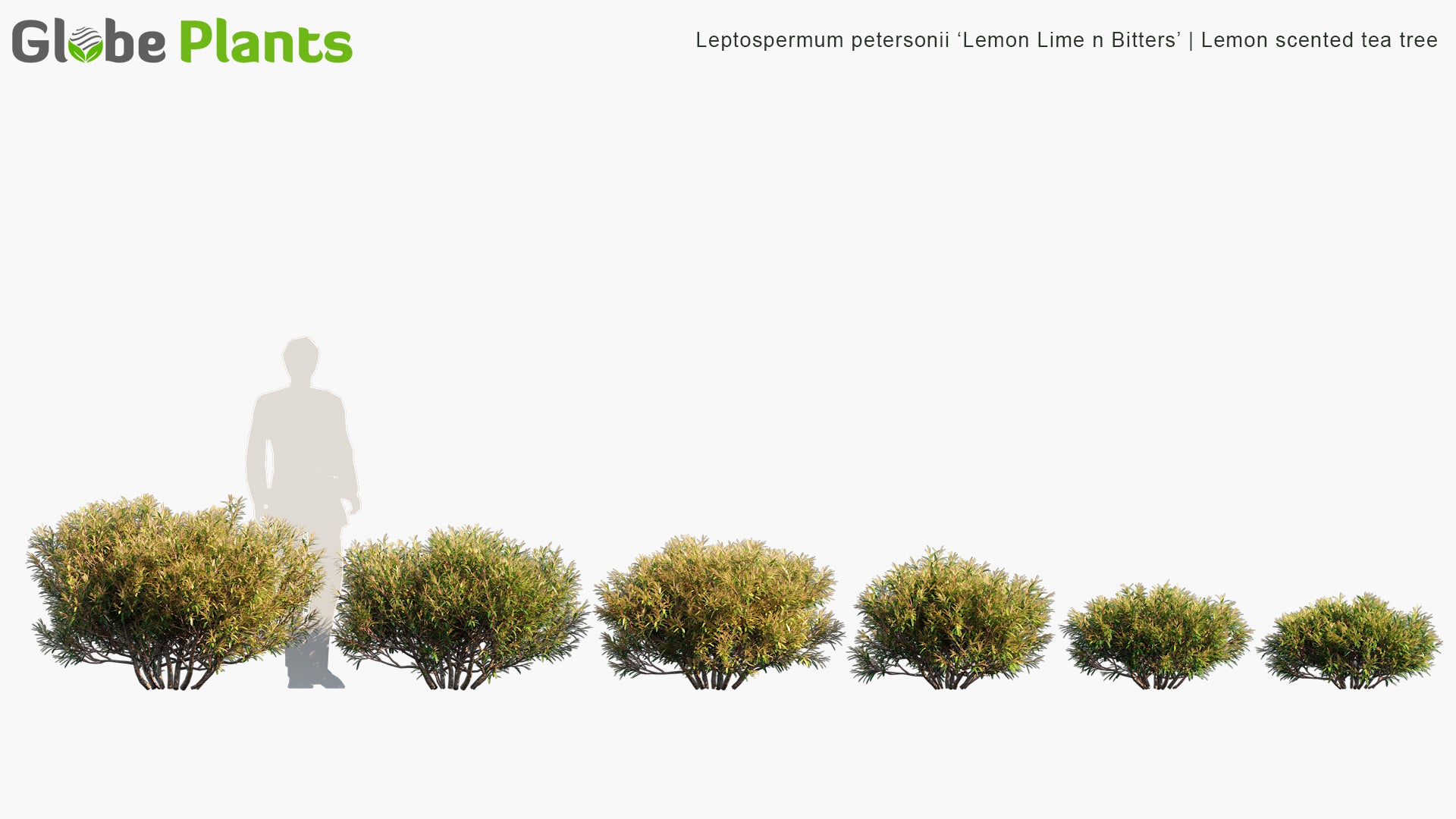 Leptospermum Petersonii 'Lemon Lime n Bitters' - Lemon Scented Tea Tree