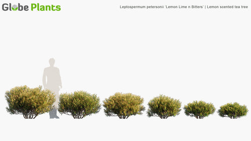 Leptospermum Petersonii 'Lemon Lime n Bitters' 