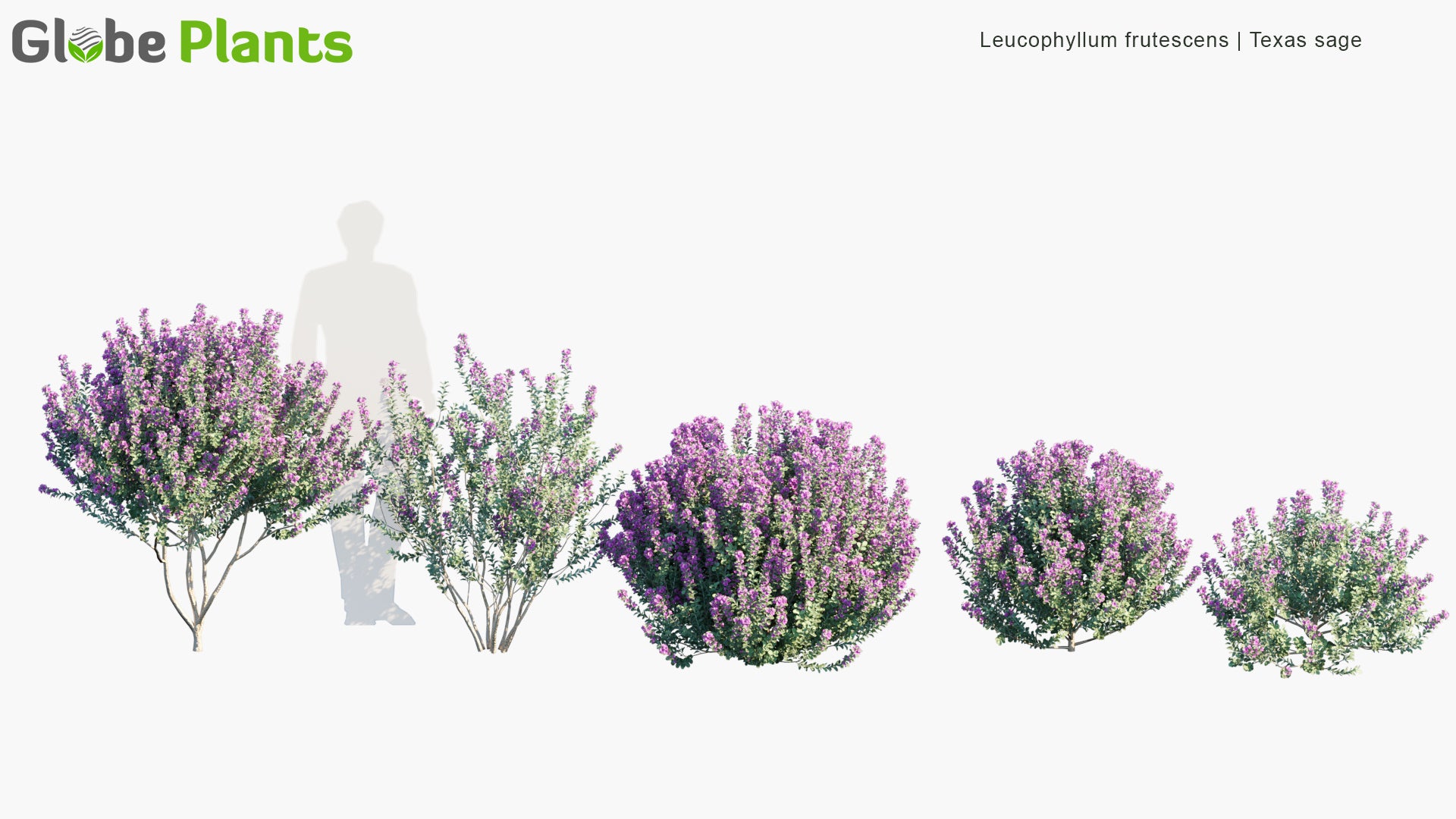 Leucophyllum Frutescens - Texas Ranger, Wild Lilac, Purple Sage, Senisa, Cenicilla, Palo Cenizo, Hierba del Cenizo