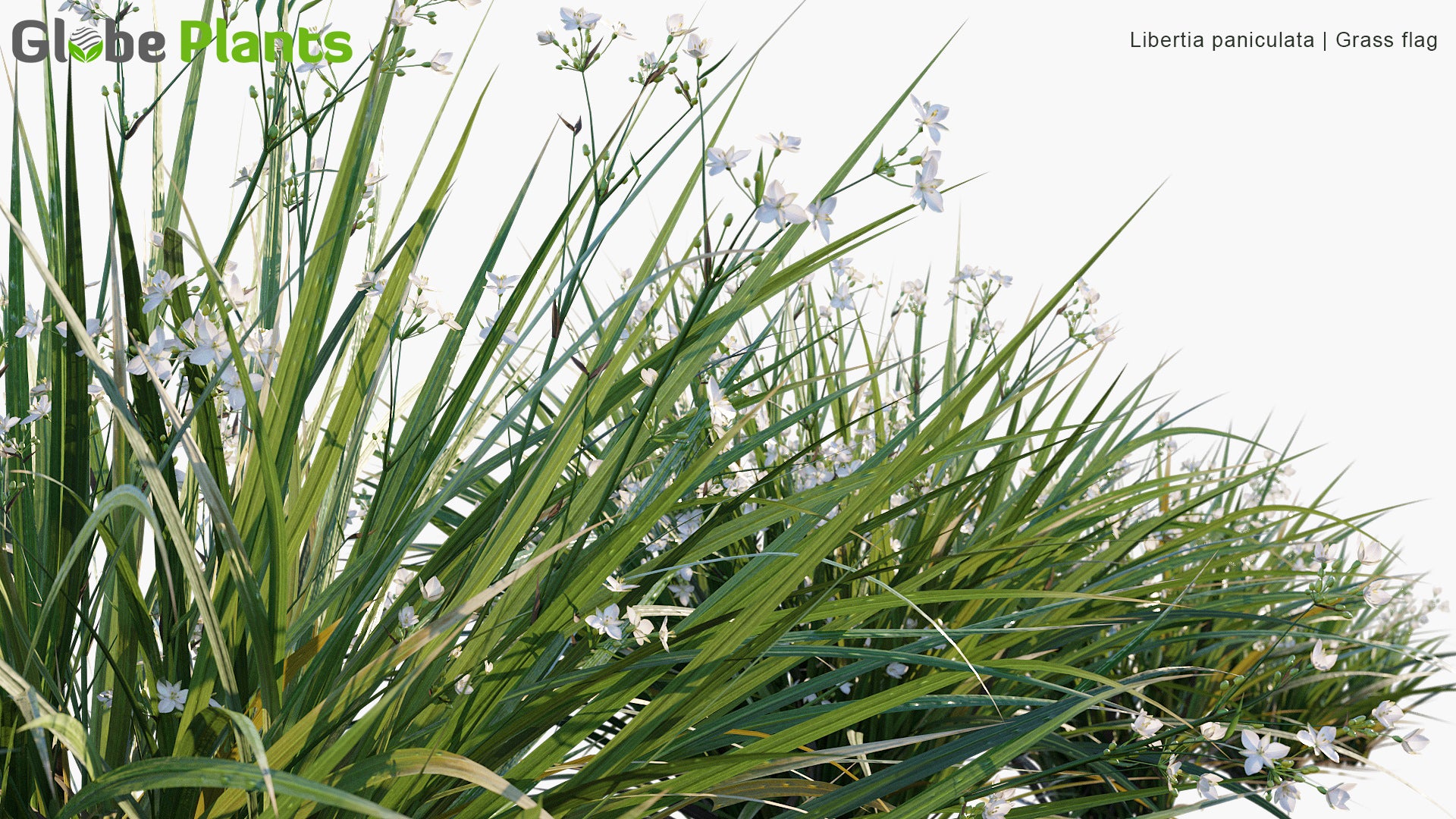 Libertia Paniculata - Grass Flag