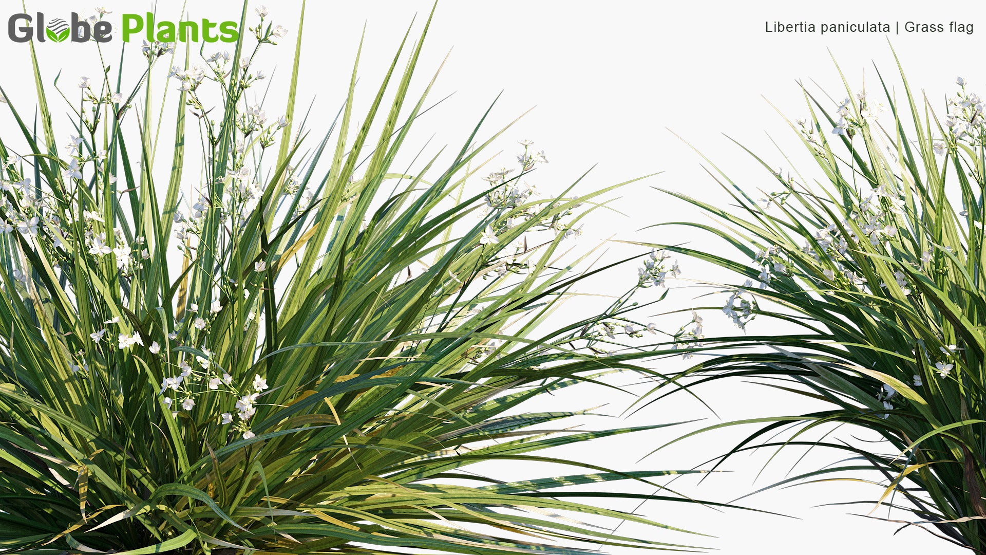 Libertia Paniculata - Grass Flag
