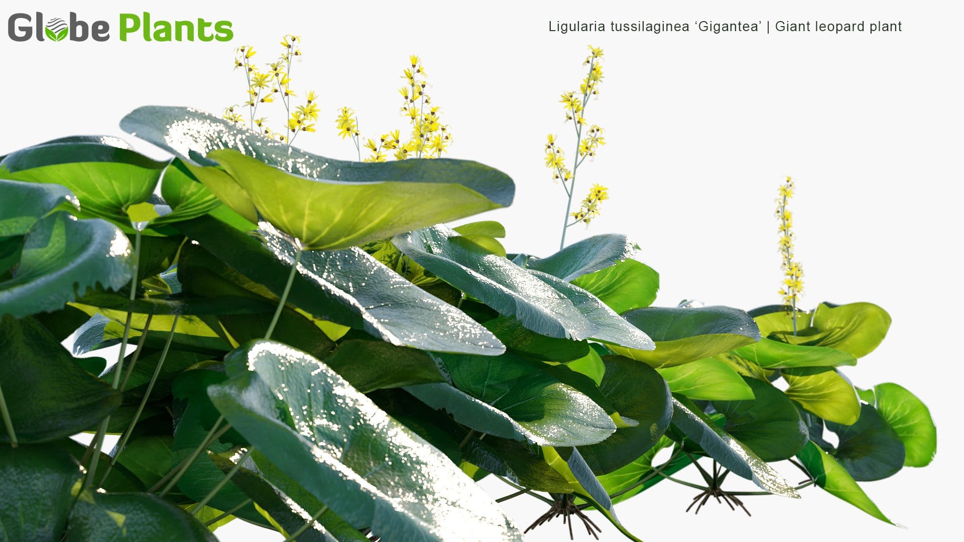 Ligularia Tussilaginea 'Gigantea' - Giant Leopard Plant (3D Model)
