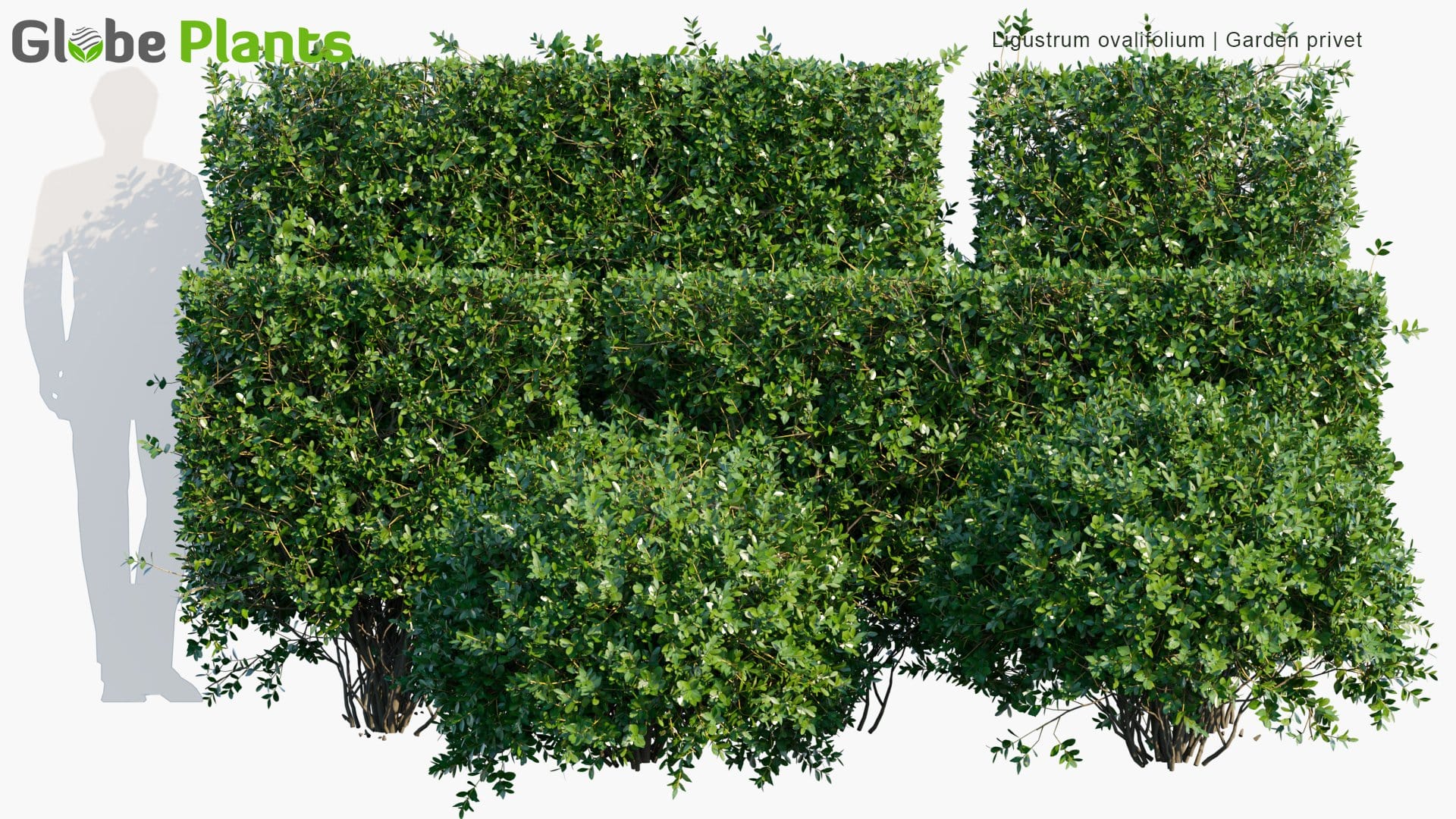 Ligustrum Ovalifolium - Korean Privet, California Privet, Garden Privet, Oval-Leaved Privet | Hedge (3D Model)