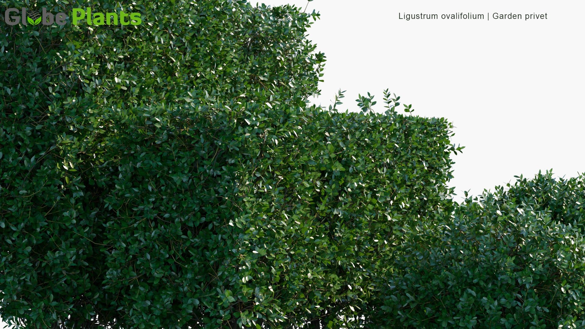 Ligustrum Ovalifolium - Korean Privet, California Privet, Garden Privet, Oval-Leaved Privet | Hedge (3D Model)