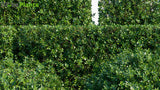 Load image into Gallery viewer, Ligustrum Ovalifolium - Korean Privet, California Privet, Garden Privet, Oval-Leaved Privet | Hedge (3D Model)