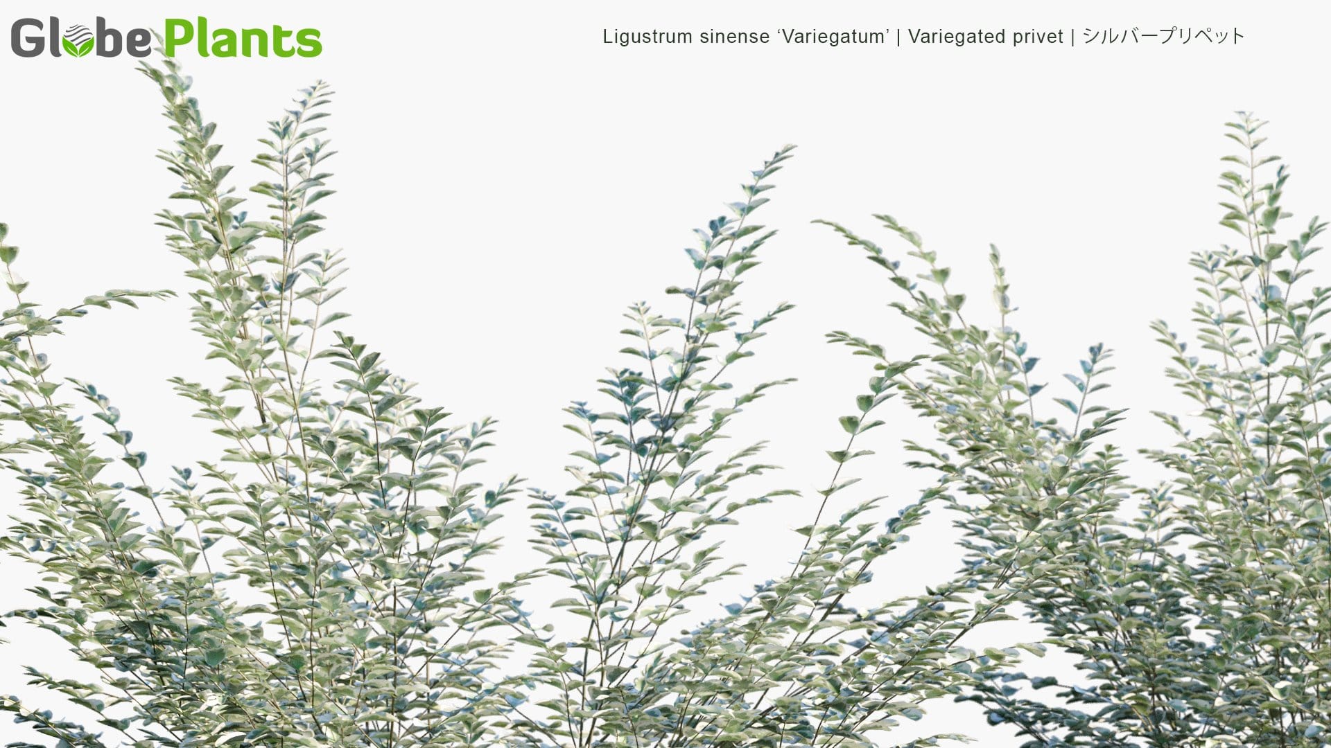 Ligustrum Sinense Variegatum - Variegated Privet, シルバープリペット (3D Model)