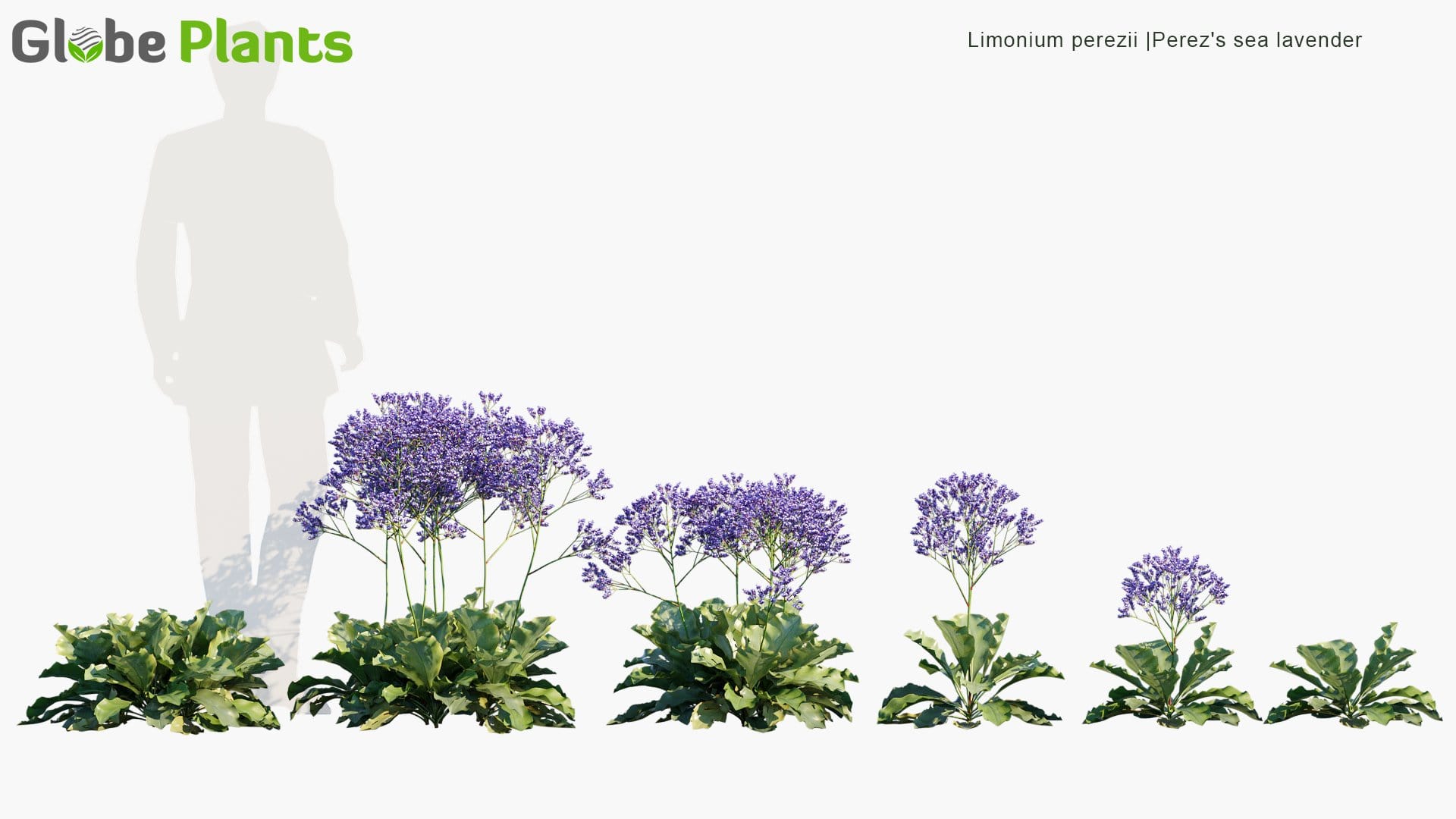 Limonium Perezii - Perez's Sea Lavender, Seafoam Statice (3D Model)