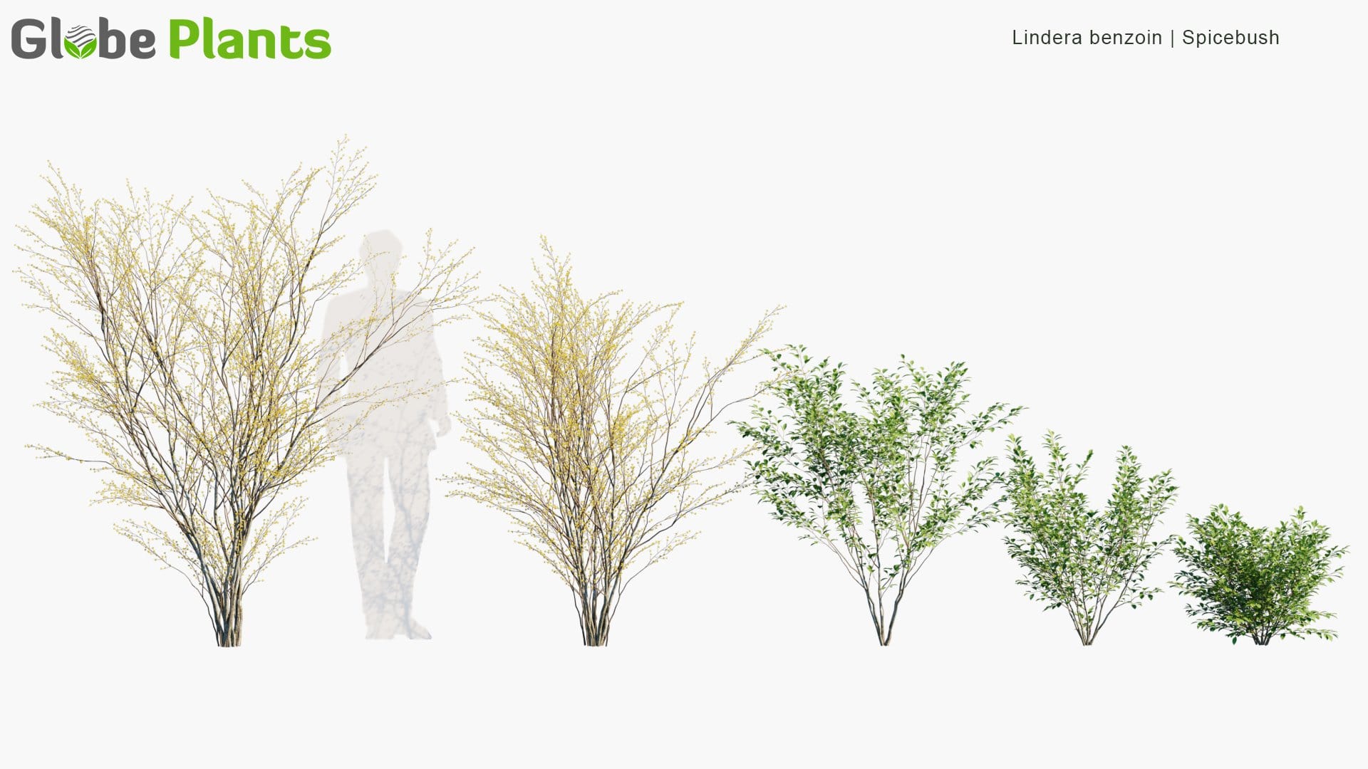 Lindera Benzoin - Spicebush, Common Spicebush, Northern Spicebush, Wild Allspice, Benjamin Bush (3D Model)