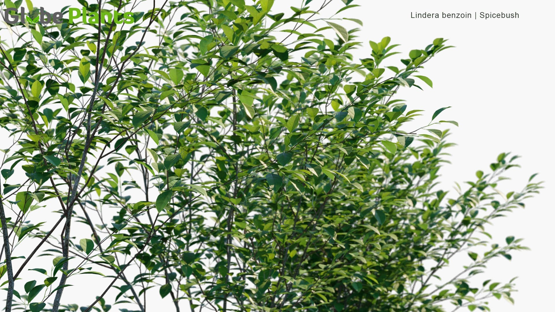 Lindera Benzoin - Spicebush, Common Spicebush, Northern Spicebush, Wild Allspice, Benjamin Bush (3D Model)