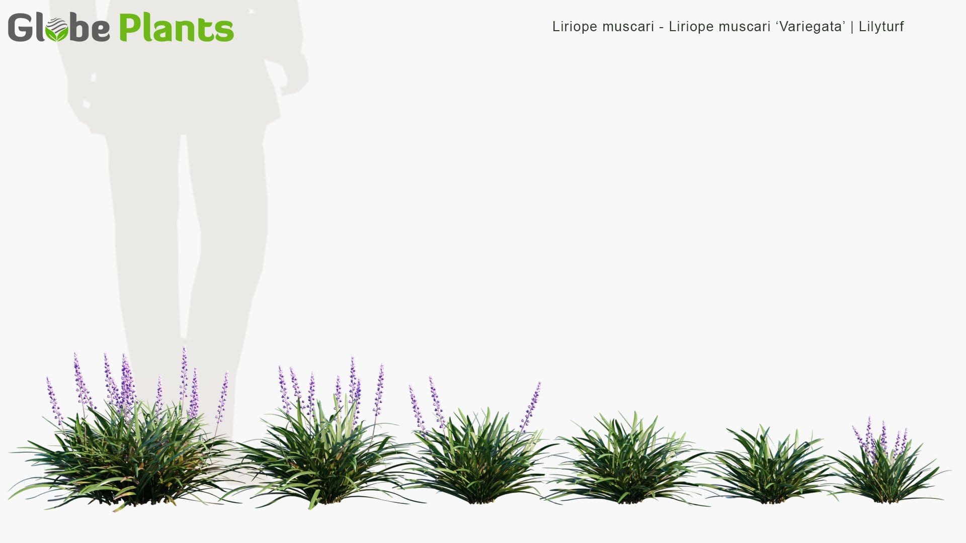 Liriope Muscari, Liriope Muscari 'Variegata' - Big Blue Lilyturf, Lilyturf, Border Grass, Monkey Grass (3D Model)
