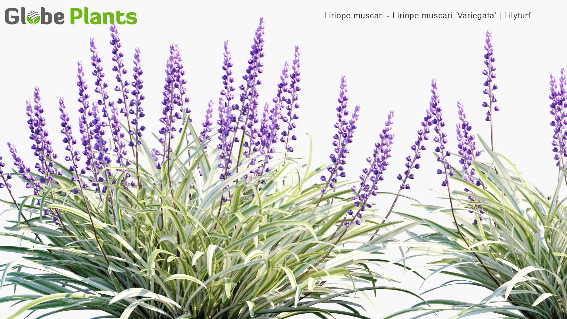 Liriope Muscari, Liriope Muscari 'Variegata' - Big Blue Lilyturf, Lilyturf, Border Grass, Monkey Grass (3D Model)