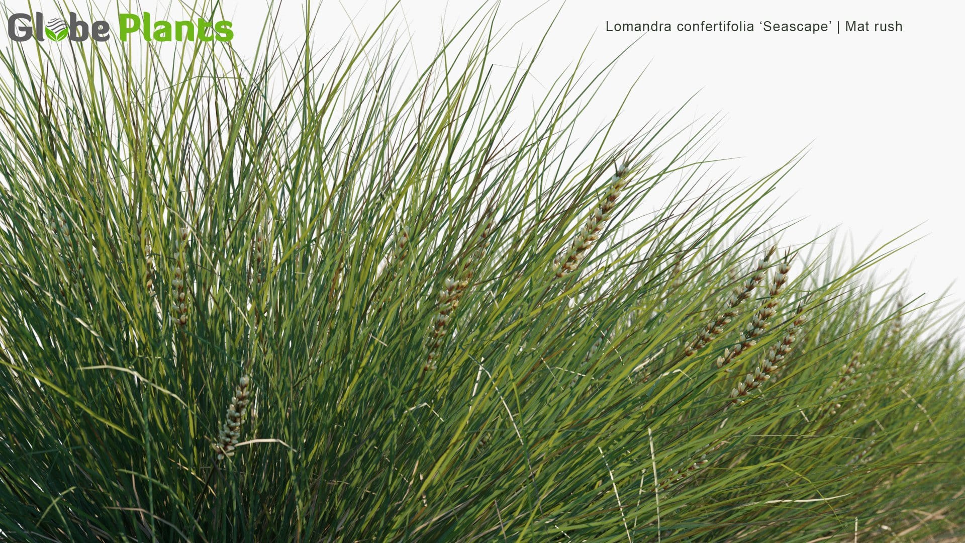 Lomandra 'Confertifolia Seascape' - Mat Rush (3D Model)