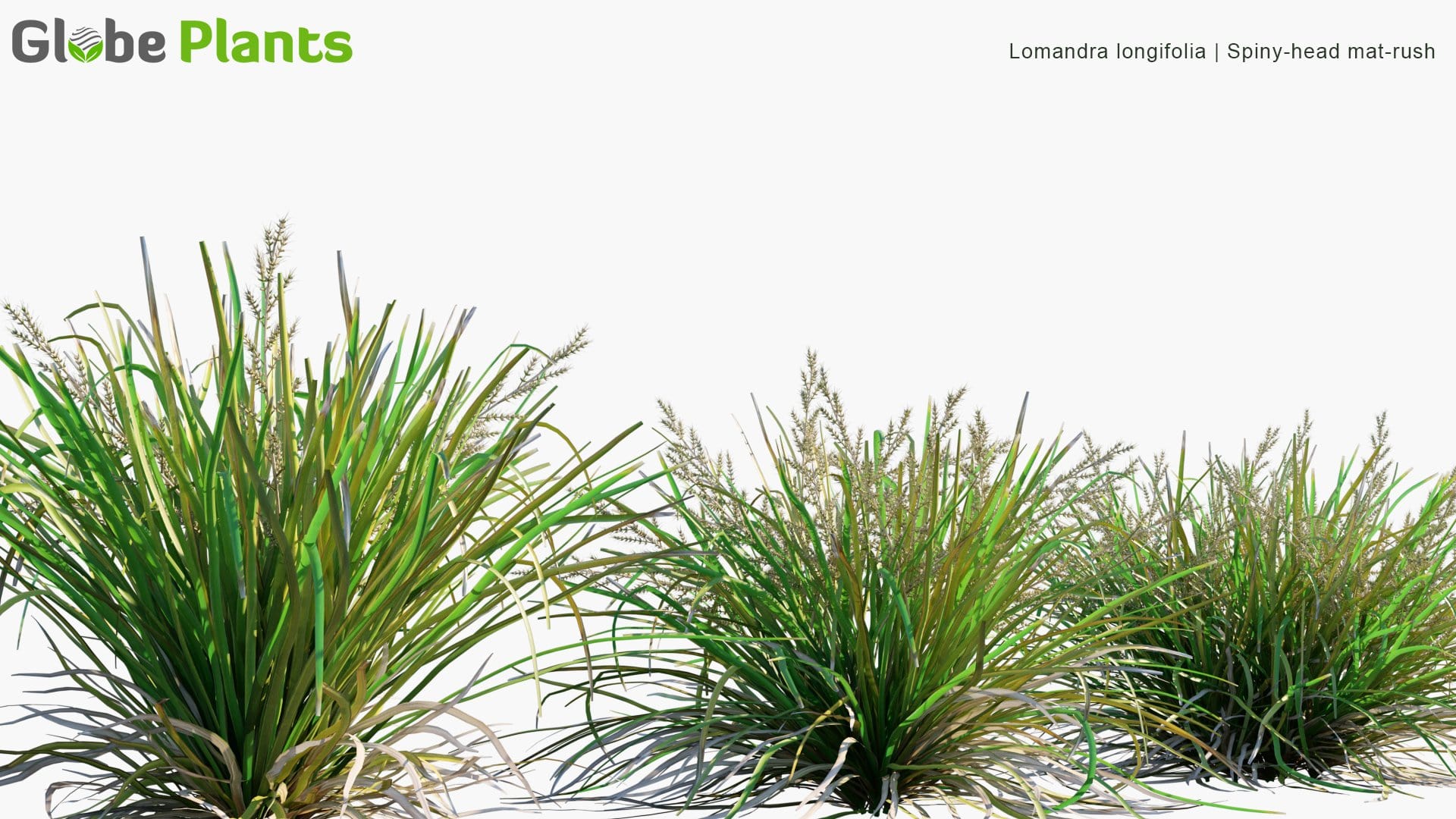 Lomandra Longifolia - Spiny Head Mat Rush (3D Model)