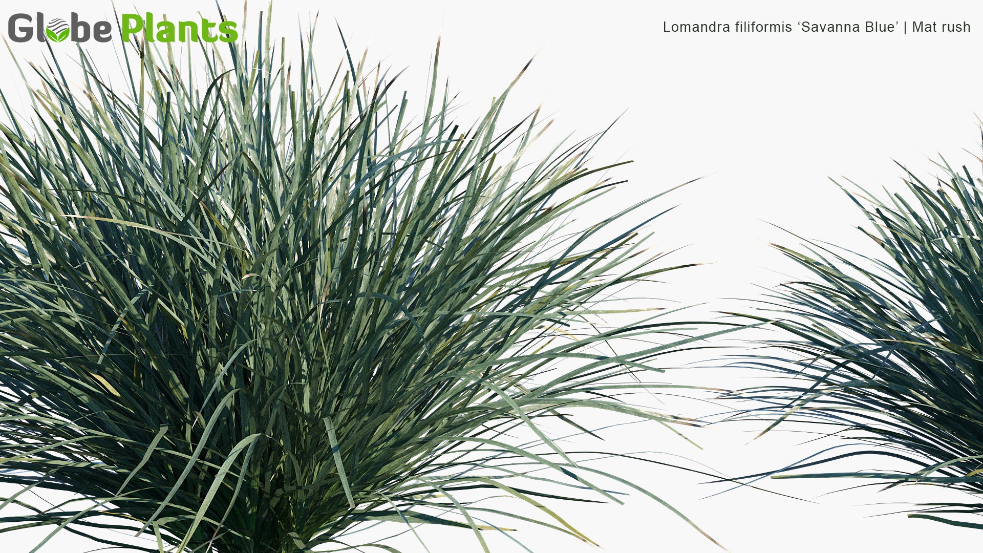 Lomandra Filiformis 'Savanna Blue' - Mat Rush