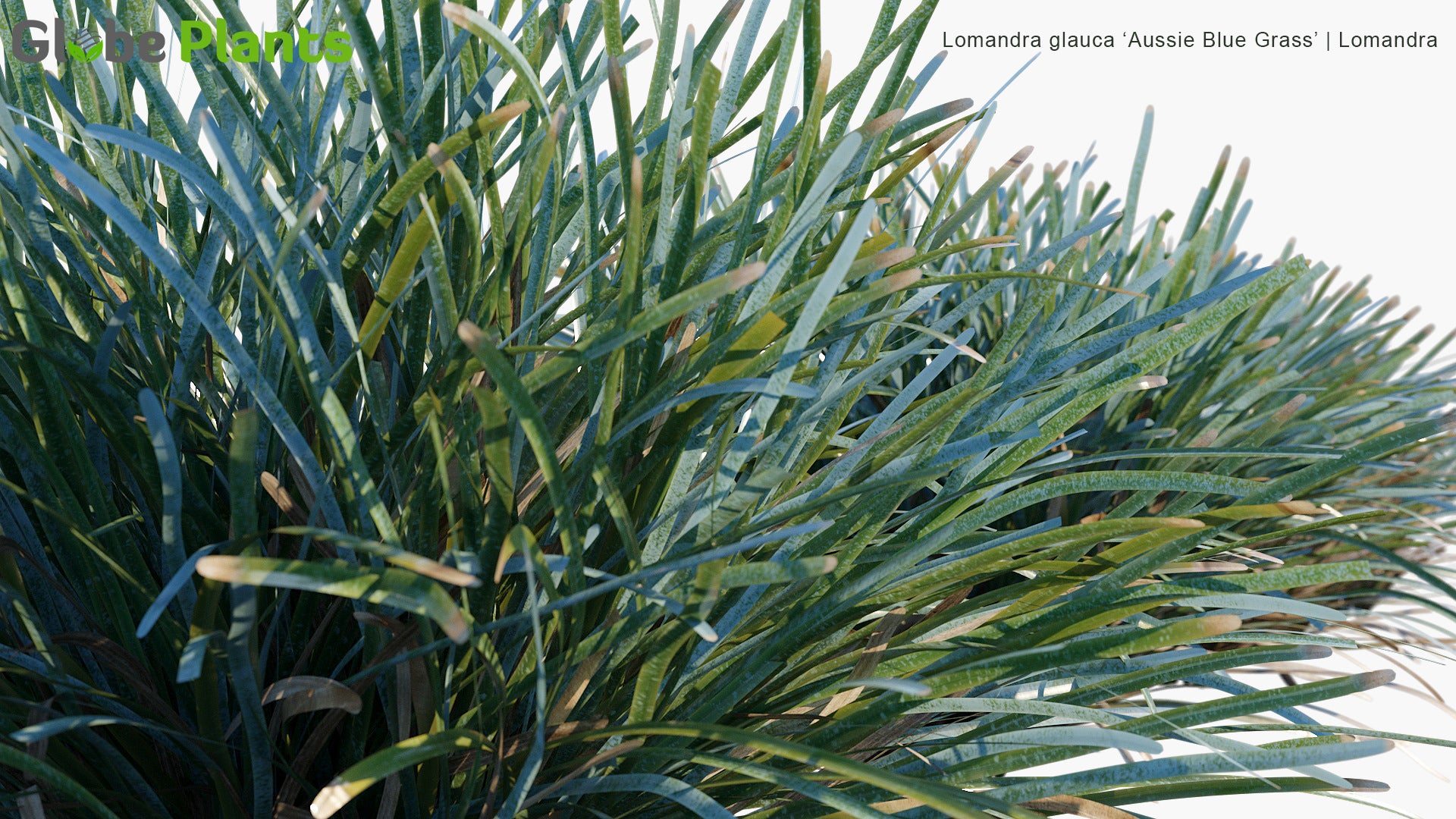 Lomandra Glauca 'Aussie Blue Grass' - Mat Rush