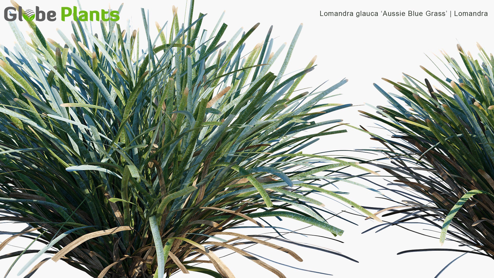 Lomandra Glauca 'Aussie Blue Grass' - Mat Rush