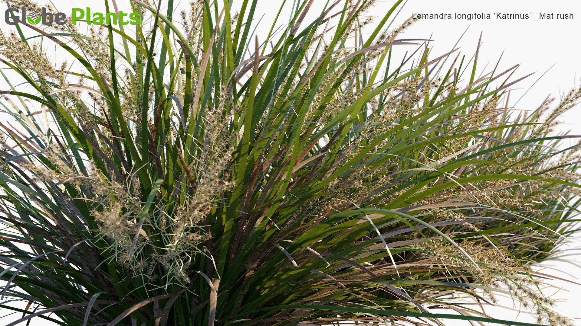 Lomandra longifolia 'Katrinus' - Mat Rush