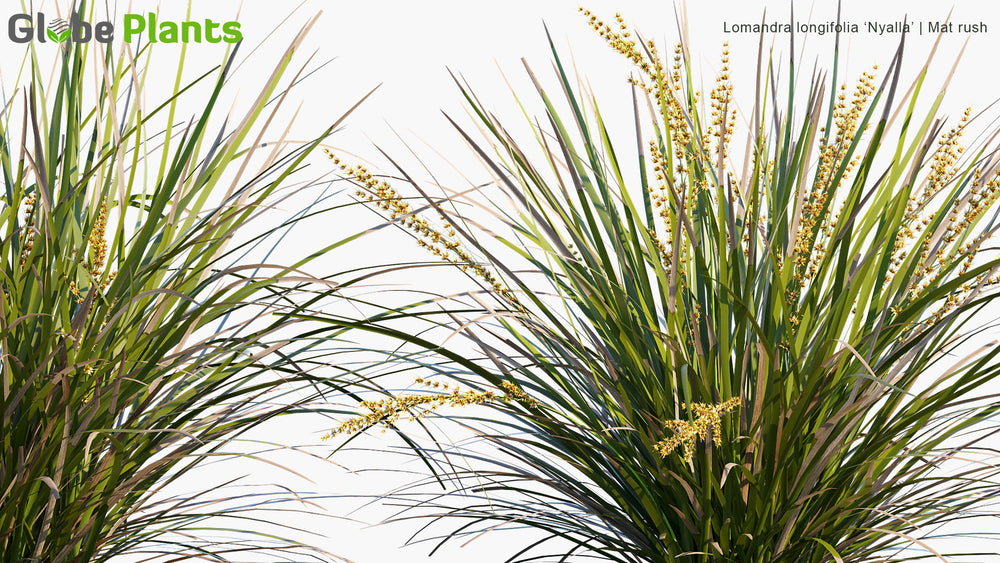 High Poly | Lomandra Longifolia 'Nyalla' (Mat Rush) 3D Model