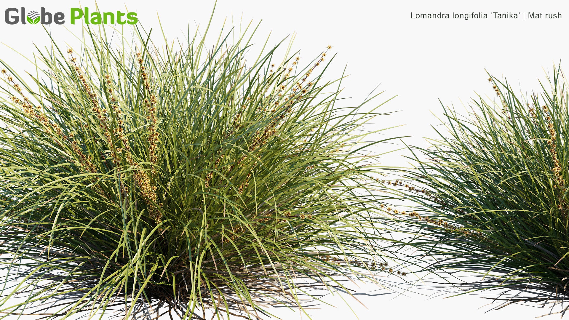 Lomandra longifolia 'Tanika' - Mat Rush