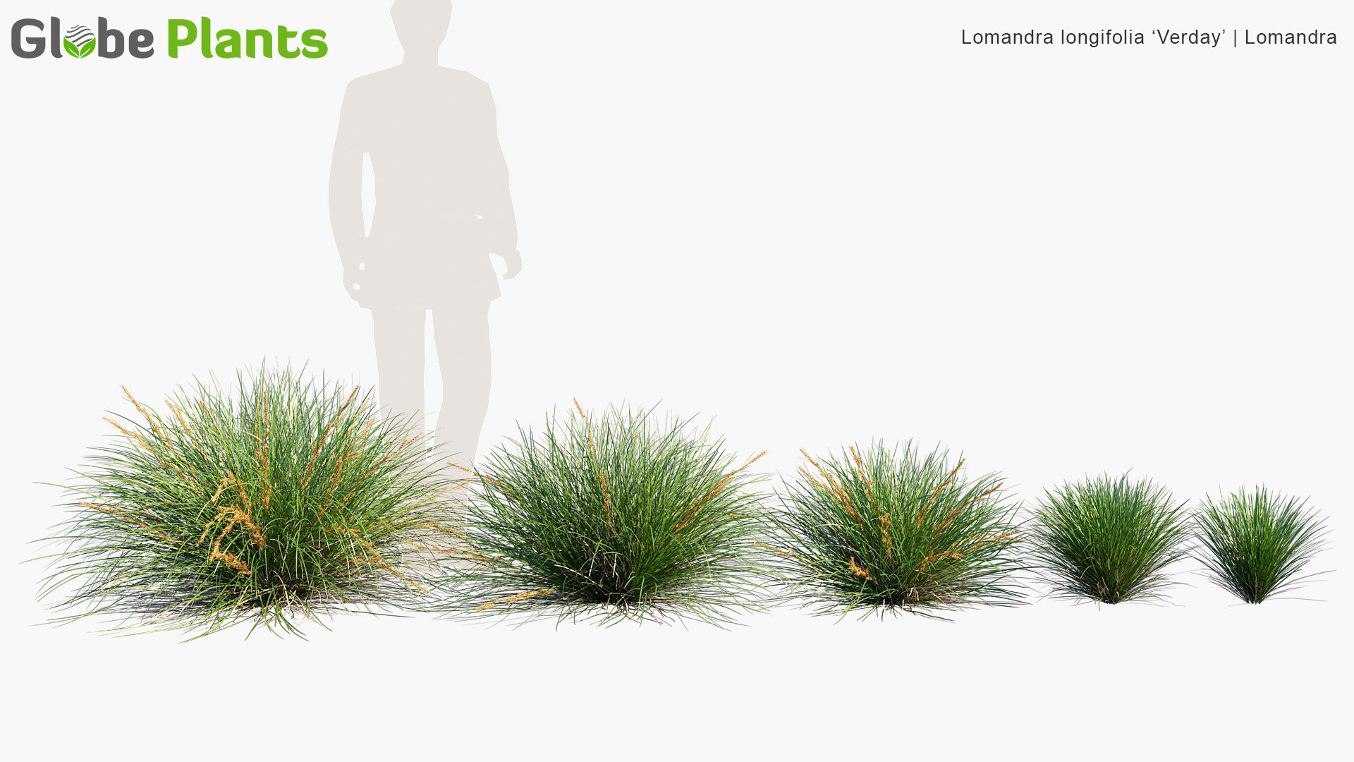 Lomandra longifolia 'Verday' - Mat Rush