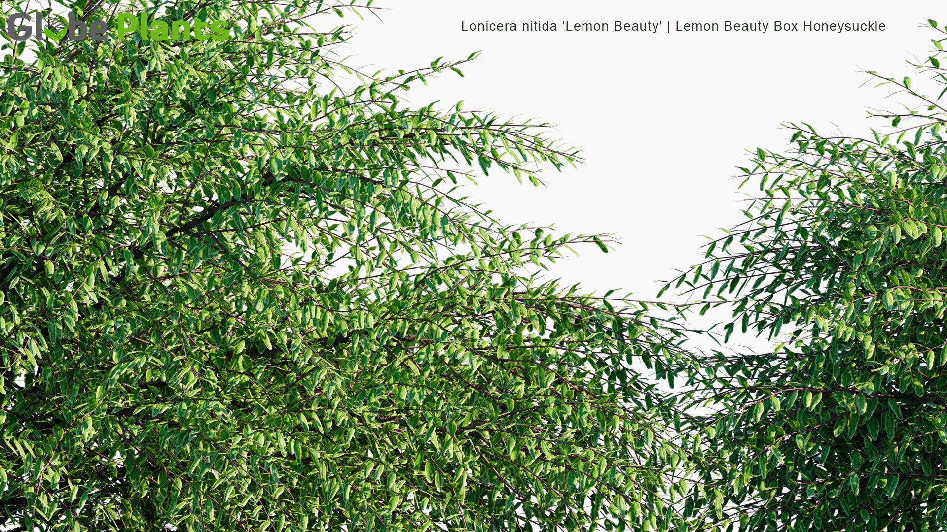 Lonicera Nitida 'Lemon Beauty' - Lemon Beauty Box Honeysuckle