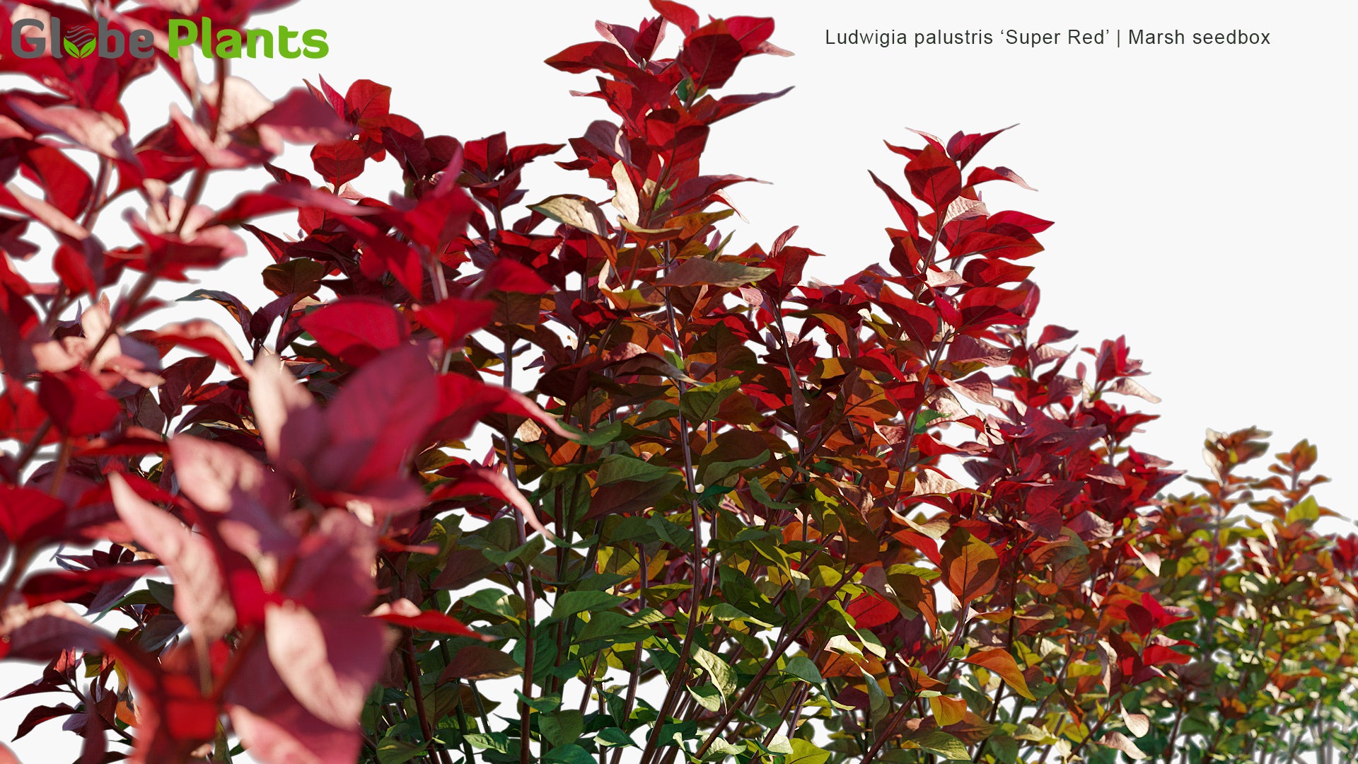 Ludwigia Palustris 'Super Red' - Marsh Seedbox