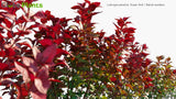 Load image into Gallery viewer, Ludwigia Palustris &#39;Super Red&#39; - Marsh Seedbox