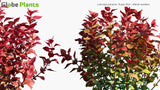 Load image into Gallery viewer, Ludwigia Palustris &#39;Super Red&#39; - Marsh Seedbox